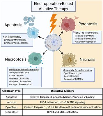 Starting a Fire Without Flame: The Induction of Cell Death and Inflammation in Electroporation-Based Tumor Ablation Strategies